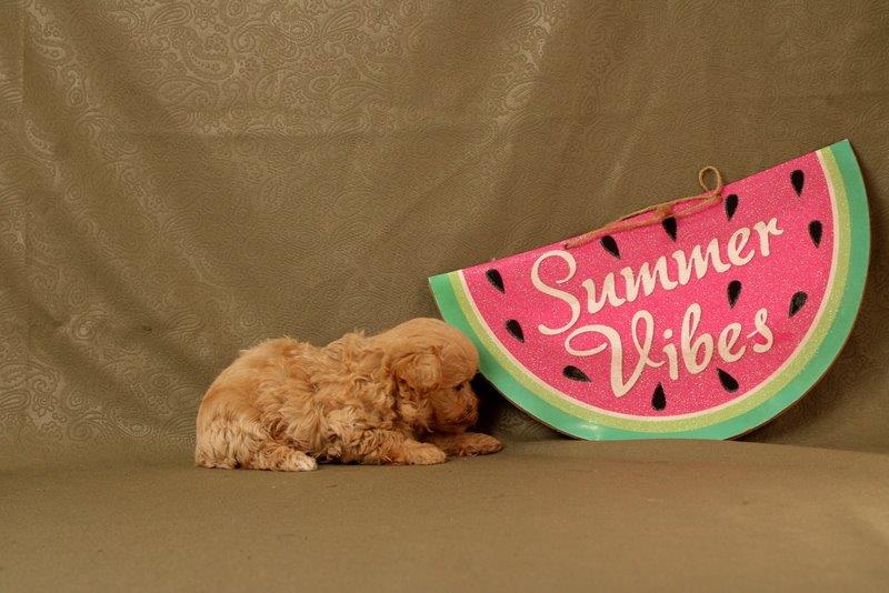 puppy, for, sale, Maltipoo, Matthew B. Stoltzfus, dog, breeder, Gap, PA, dog-breeder, puppy-for-sale, forsale, nearby, find, puppyfind, locator, puppylocator, aca